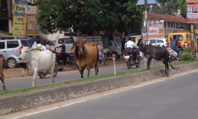 बिलासपुर