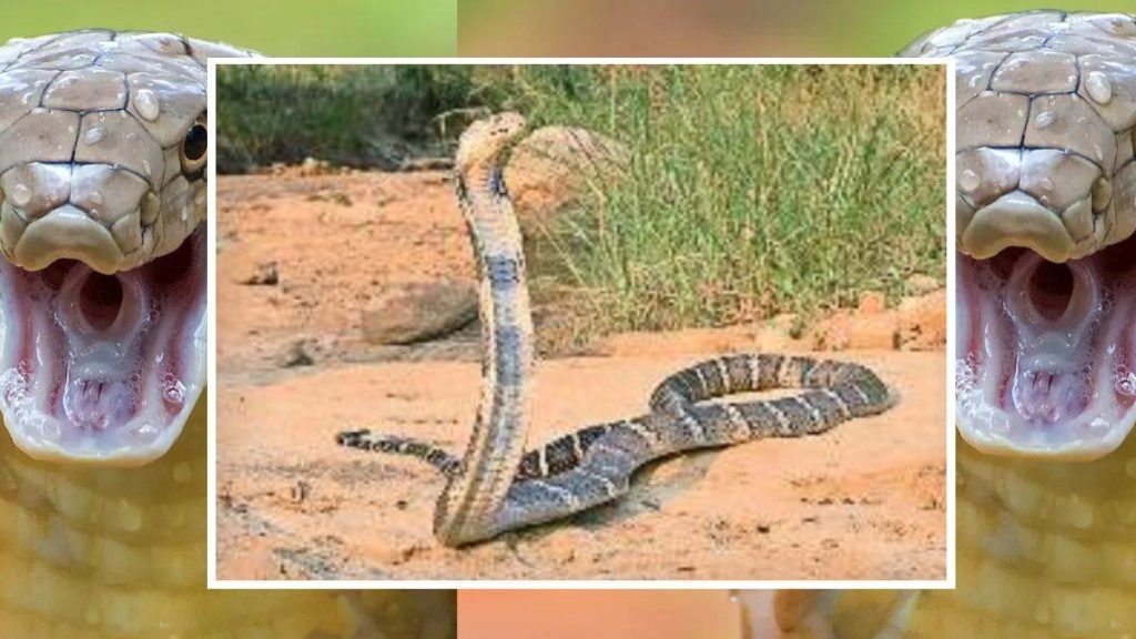 किंग कोबरा