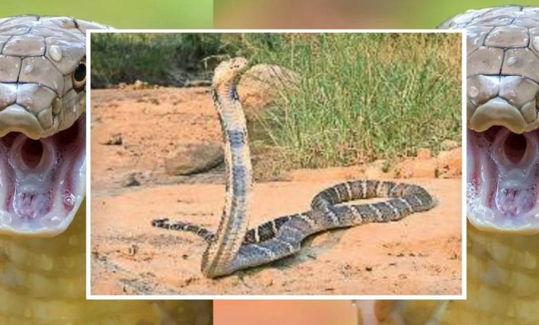 किंग कोबरा