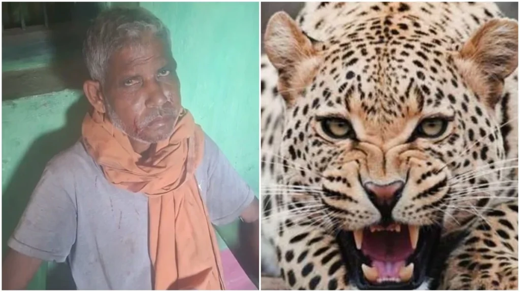तेंदुए