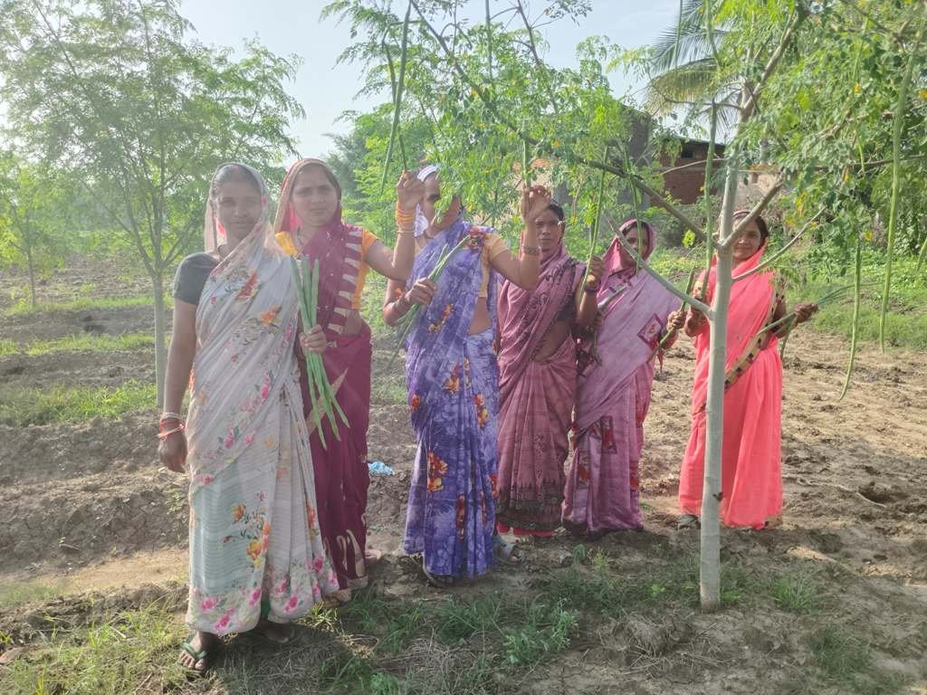 सुपर फुड मुनगा से कोकड़ी की महिलाओं की कमाई