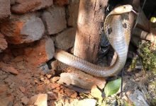 मुआवजे