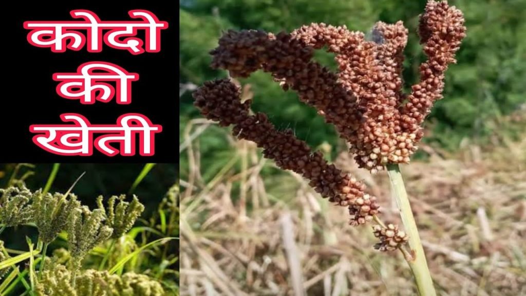 बालोद जिले में वनांचल के अनेक ग्रामों में कृषकों द्वारा की जा रही है कोदो की खेती