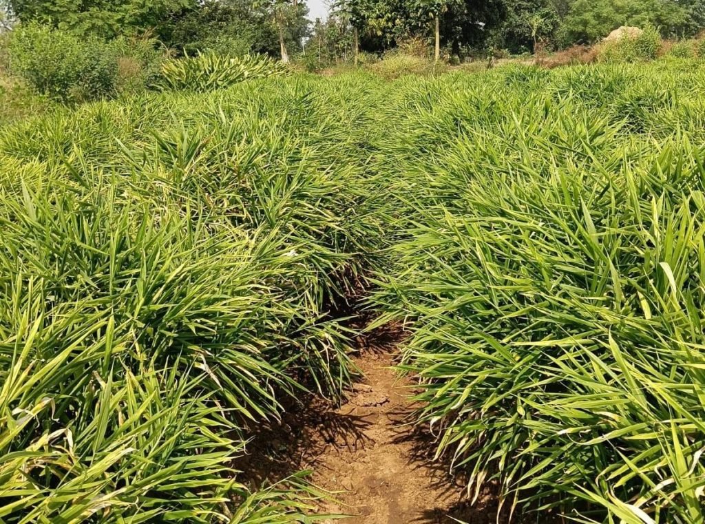 एक जिला एक उत्पाद योजना से बदली तस्वीर,अदरक की खेती से दोगुना मुनाफा कमाया…