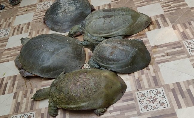 दुर्लभ और प्रतिबंधित प्रजाति के कछुओं की तस्करी मामले में आरोपी दीपक पारखे की जमानत याचिका खारिज…