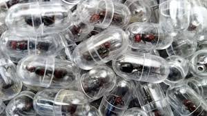 एक चींटी 21 हजार की,कैप्सूल में यूरोप बेचने ले जा रहा था हजारों जिंदा चींटियां…