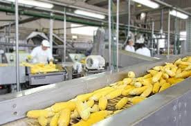 30 सितम्बर तक कर सकते हैं आवेदन, प्रधानमंत्री सूक्ष्म खाद्य उद्योग उन्नयन योजना…