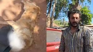 कुत्ते को गाड़ी में छोड़ 4 घंटे तक कसीनों में बैठा रहा मालिक, दम घुटने से हुई डॉग की मौत