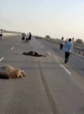 दर्दनाक घटना:तेज रफ्तार भारी वाहन ने 7 बैलों को कुचला, 5 ने मौके पर तोड़ा दम…