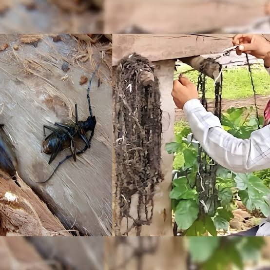 लंबी मूंछों’ वाले ‘बोरर कीड़े’ कर रहे पेड़ों को खोखला, इन्हें पकड़कर ग्रामीणों ने कमाए 20 लाख,कीड़ों की माला बनाकर वन विभाग को सौंप रहे ग्रामीण…