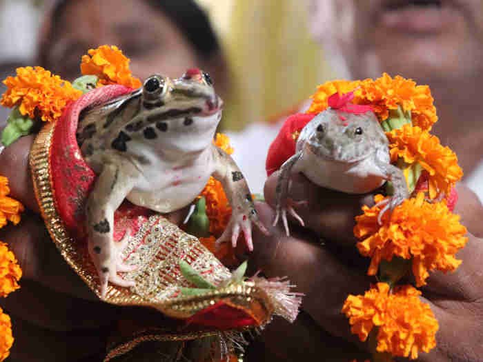 सैकड़ों ग्रामीणों ने नाचते-गाते कराई मेंढक-मेंढकी की शादी,हल्दी लगी, सात फेरे लिए, मांग में सिंदूर भरा…