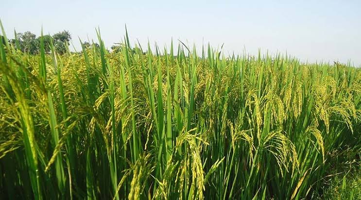 धान की फसल में कीट प्रकोप से बचाव के लिए किसान रहें सतर्क