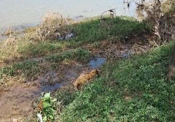 राजिम में 2 अज्ञात शव मिलने से सनसनी , दोनों शव पैरी नदी में एनीकेट के बीच फंसे मिले…