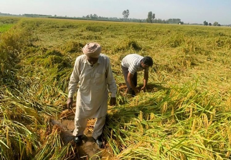 कृषि विभाग ने जारी की एडवाइजरी,अर्नब तूफान से फसल नुकसान पर किसानों को 72 घंटे में देनी होगी सूचना…